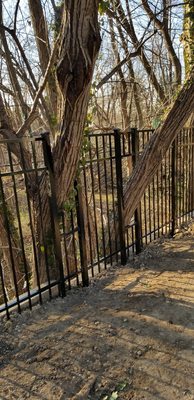 fence built around trees