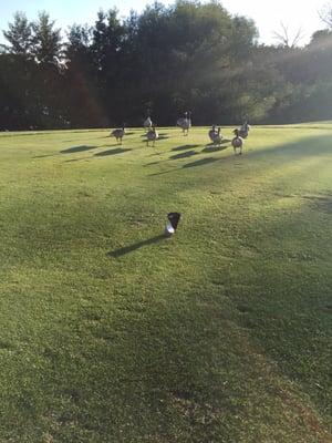 We got spectators on the 12th hole