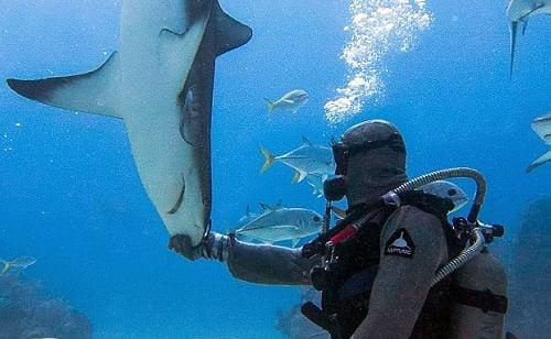 Christina Zenato training - putting sharks in tonic state to remove hooks from their mouths and help them heal.