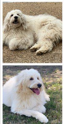 Before and after grooming - look at the difference!!!