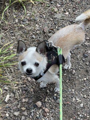 Bruno the Three-Legged Wonder!