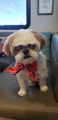 My 12 year old Shih Tzu looking dapper for Christmas.