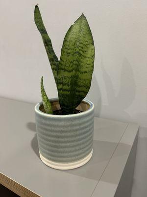 Snake plant that is both hearty and healthy!