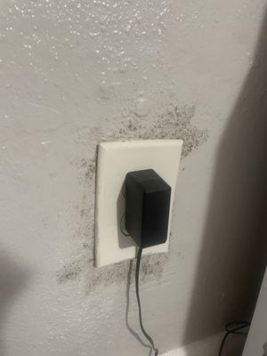 Mold growing from  Behind outlet