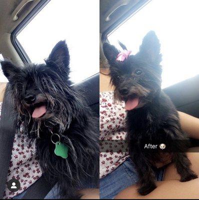 Before and after grooming services