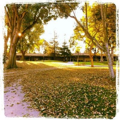 Typical walk to Jason's coffee cart. Gorgeous. {Jan '13}