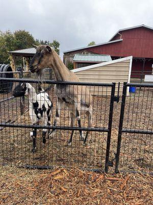 2 friendly goats