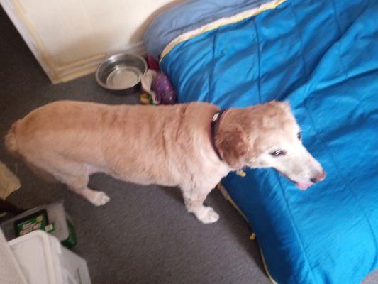 This is my Golden Retriever after Caren's Grooming Salon Shaved all her hair off. She went in for a trim but came out like this