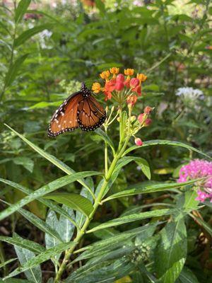 Monarch butterflies