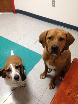 Murphy & Rufus in to see Dr. Alice for Murphy's shots & heart worm tests. Rufus was along for support.