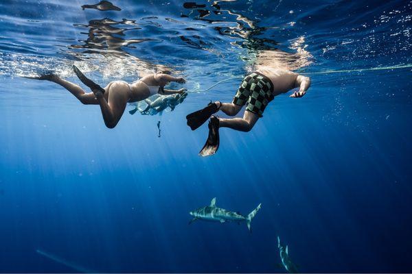 Snorkeling with sharks