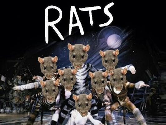 Rats