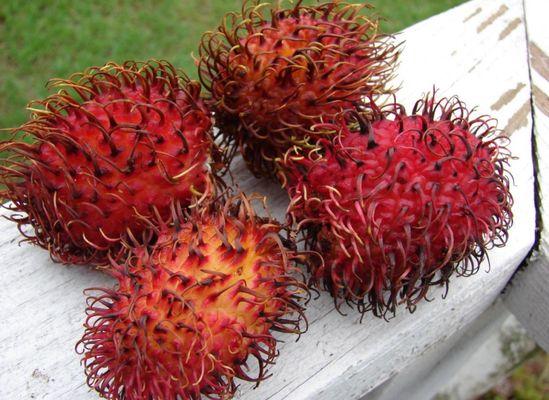 Rambutan