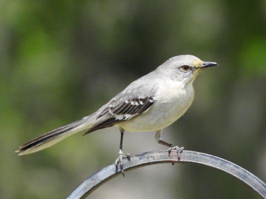 Mockingbird