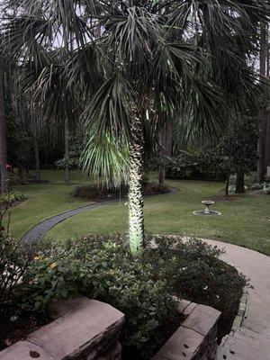 Uplight into a palm tree.