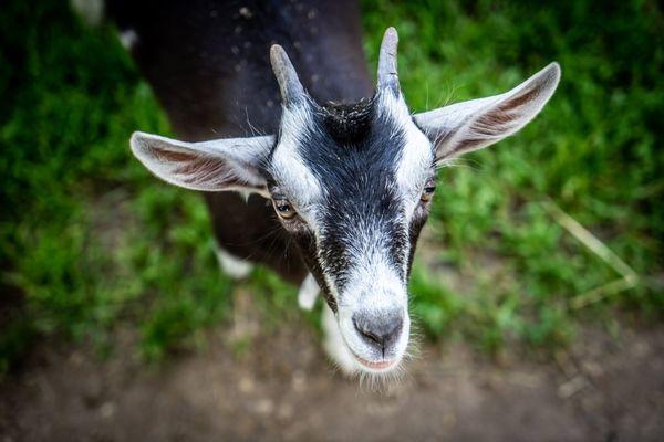 Wisconsin Deer Park