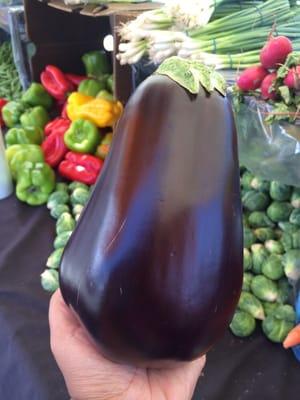 Huge eggplant!