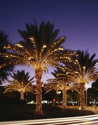 Special Palm Tree Lighting  Decor and Installation