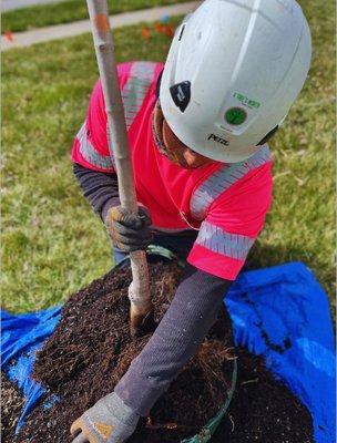 A Tree's Worth Tree Care