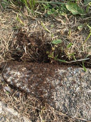 Having issues with Pavement Ant around your home? Contact us to keep them out and your home safe!