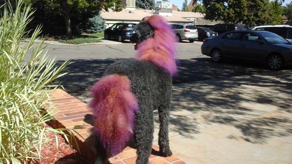 Ponydoodle with amazing sherbet color "mane and tail"