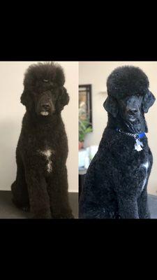 Before and after shot of groomers poodle