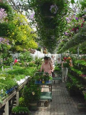 Annual greenhouse fills with hanging baskets and bedding annuals each May through July.