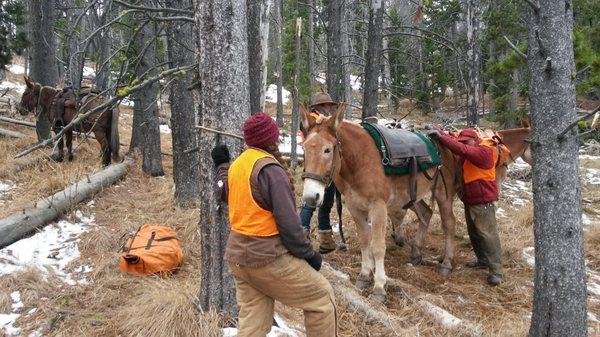 Virginia and Tom packing out elk quarters.