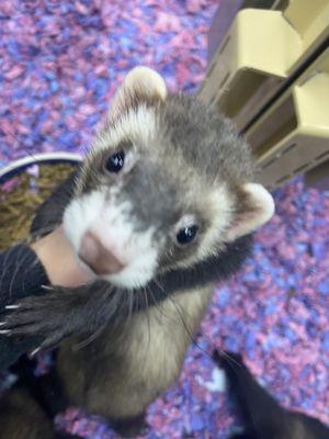 ferret