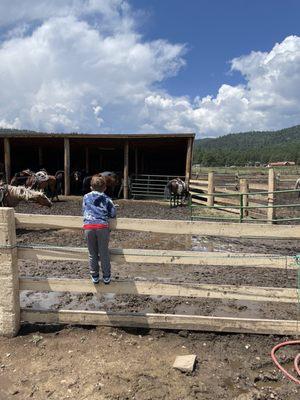 Checking out the new 5 week old filly!