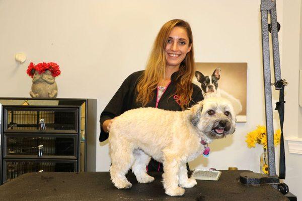 Our mega-talented groomer, Lauren Summers, who also studied with Cesar Milan, the Dog Whisperer.