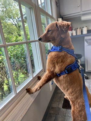 A calm Reggie not being stressed while at Root Animal Clinic