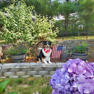 Beautiful Endless Summer Hydrangea, May Night Salvia in a barrel planter, Butterfly Bush, & one cool aussie holding 'Merica!