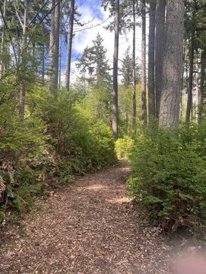 Short walk between zip lines in the forest