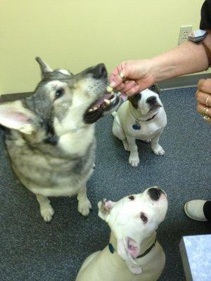 One for you little guys....three for me!! We love our treats at the vet!!