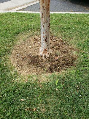 Lawn clippings i piled under the tree.  They accumulated along the sidewalk under some star jasmine!!!