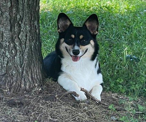 Honey 2 year old Pembroke Welsh Corgis.