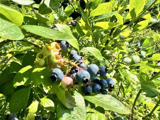 Old Orchard Creek Farm