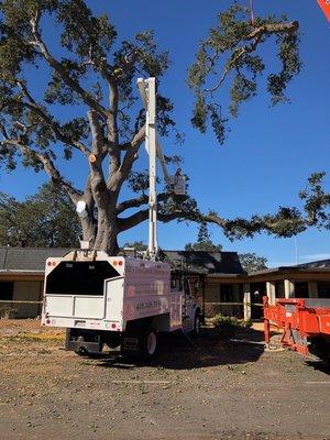 Large oak job using crane