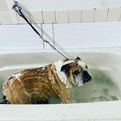 Medicated shampoo for Special skin condition pets