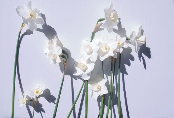 white fieldwork grown daffodils.