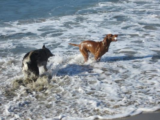 Dog beach in Huntington Beach, California