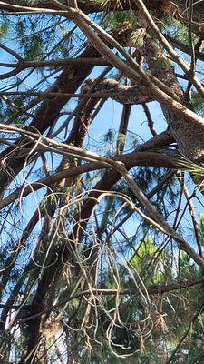 Snapped limbs 60 feet up