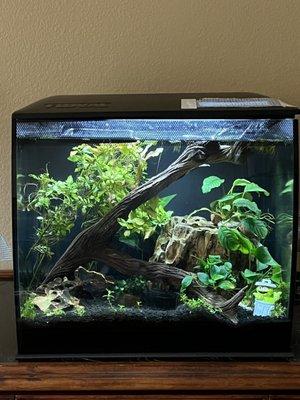 Ghost wood, Dragon Stones, 10 Gal Fluval, Fluval Stratum, Various Anubias, Coffeefolia