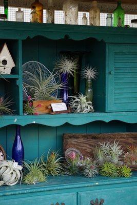 Airplants