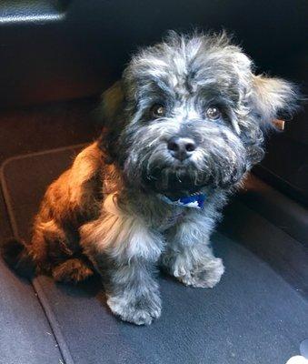 After his first "Puppy cut" which included face, paws and sanitary area clean up, nails trimmed, etc