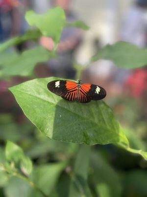 The Key West Butterfly & Nature Conservatory