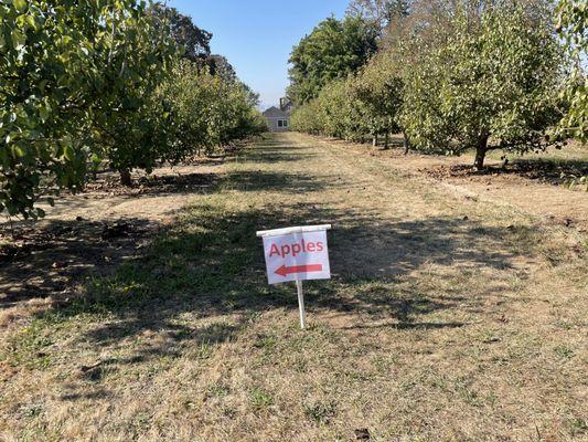 The ground was well marked for picking.  "Apple this way".