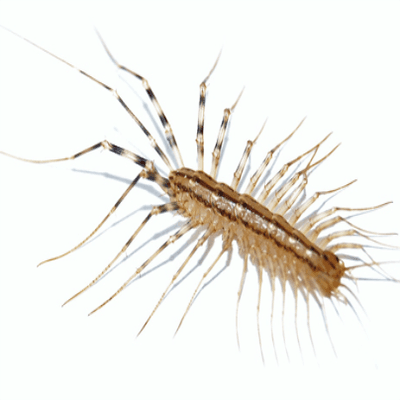 Rhode Island Centipede and Millipede Control Services.