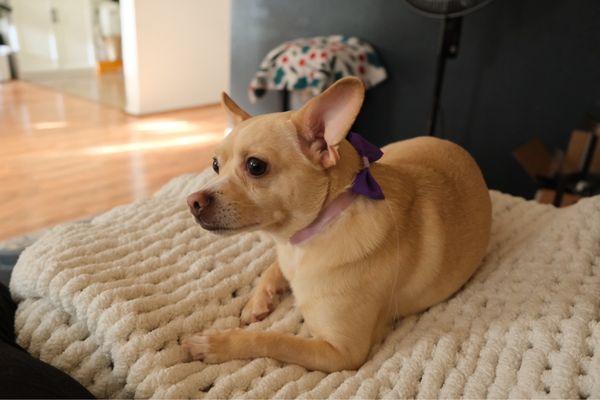 Chihuahua washed/groomed